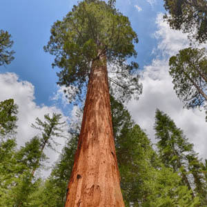 Californian Redwood (Sequoia)