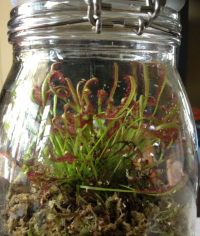 Jar Terrarium S