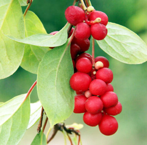 Schisandra Berry 300