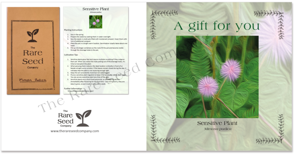 Mimosa - seeds and instructions-Gift Card