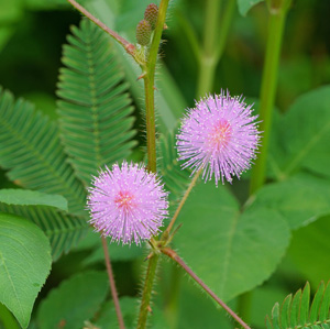 Pink mimosa pudica flowers on green leaves background