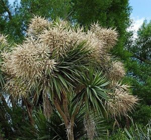 Cordyline australis