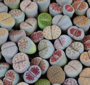 Lithops