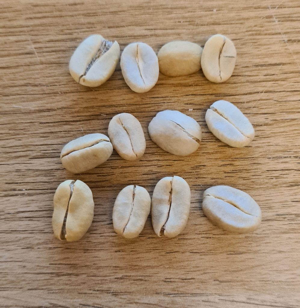 Coffee Plant Seeds (Arabica) The Rare Seed Company