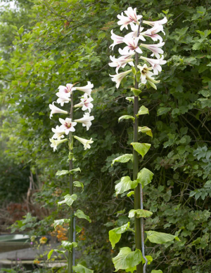 Giant Yunnan Lily